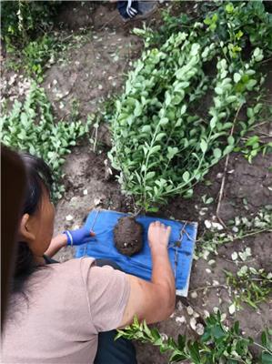 河北保定黄杨卫矛苗木合作社供应40小叶黄杨
